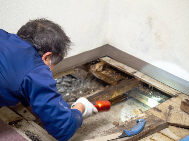 Best Home Mold Removal  in Euharlee, GA