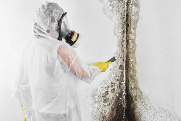 Best Attic Mold Removal  in Euharlee, GA