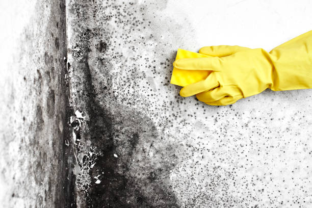 Best Toxic Mold Removal  in Euharlee, GA