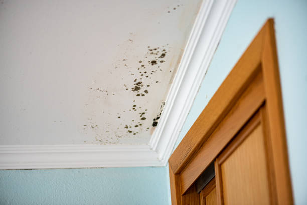 Best Office Mold Removal Services  in Euharlee, GA