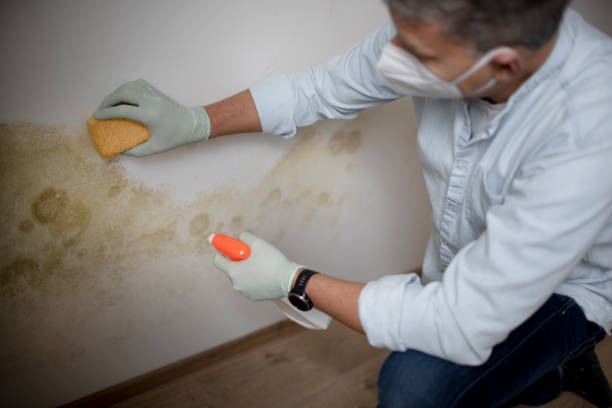 Best Same-Day Mold Removal  in Euharlee, GA