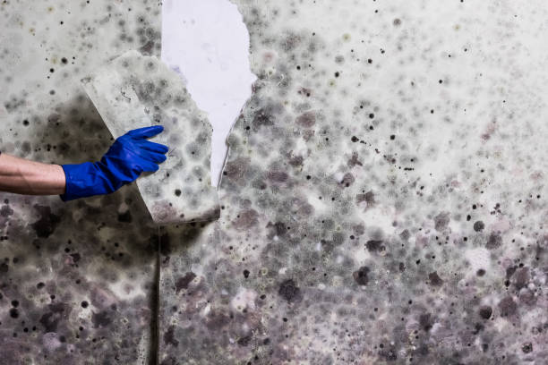 Best Mold Removal Near Me  in Euharlee, GA